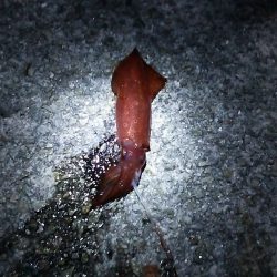 ケンサキイカ居てました