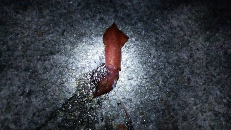 ケンサキイカ居てました