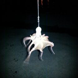 舞洲タコ短時間勝負！