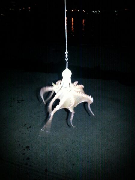 舞洲タコ短時間勝負！