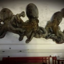 泉大津周辺タコ短時間勝負！