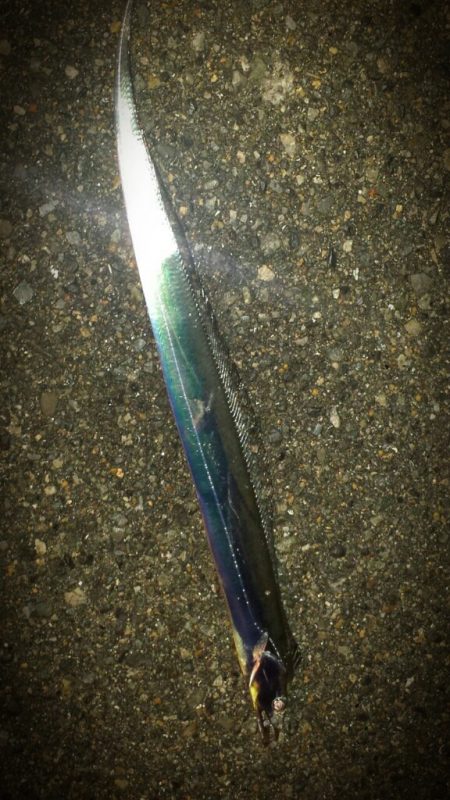 ちょこっとタチウオ狙いで