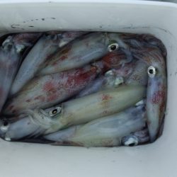 小っちゃいけど釣れました(^^)v