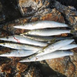 冲磯チャレンジ