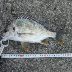 キビレ２匹とサヨリング