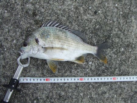 キビレ２匹とサヨリング