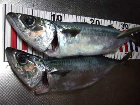 大サバゲット！