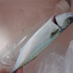 ボウズは免れましたが…