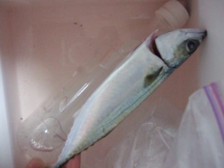 ボウズは免れましたが…