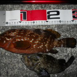 半夜のエビ撒き釣り