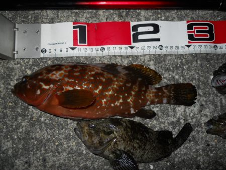 半夜のエビ撒き釣り