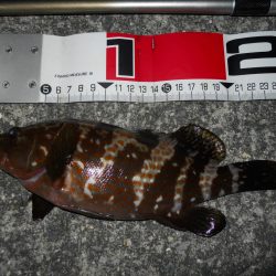 半夜のエビ撒き釣りで根魚