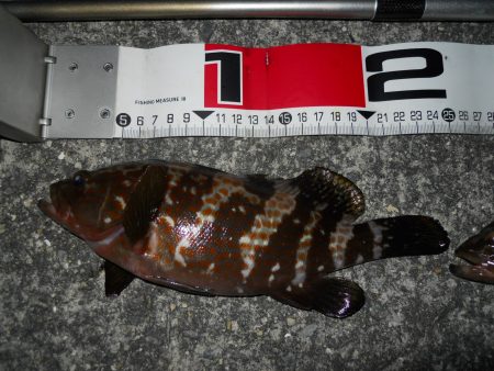 半夜のエビ撒き釣りで根魚