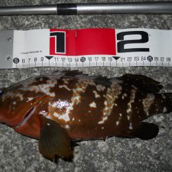 夕方～エビ撒き釣り