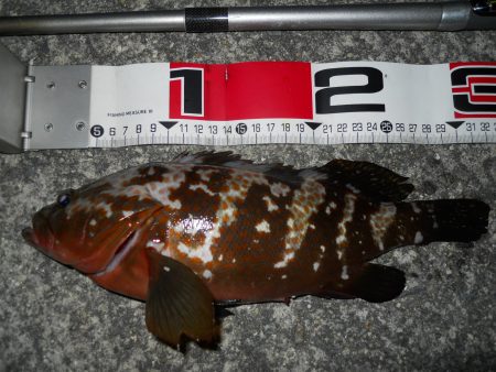 夕方～エビ撒き釣り