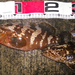 夕方～雨天のエビ撒き釣り