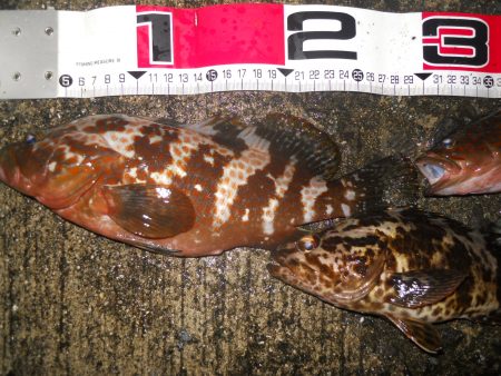 夕方～雨天のエビ撒き釣り