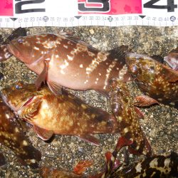 半夜のエビ撒き釣りで根魚
