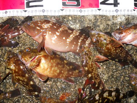 半夜のエビ撒き釣りで根魚