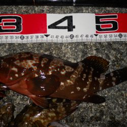 夕方~エビ撒き釣りで根魚