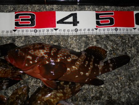 夕方~エビ撒き釣りで根魚