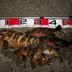 半夜のエビ撒き釣りでアコウ