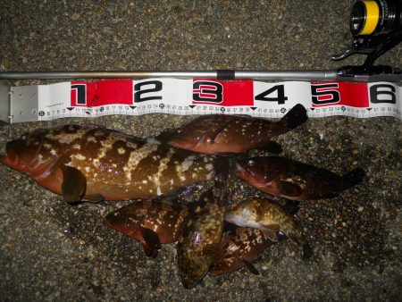 半夜のエビ撒き釣りでアコウ