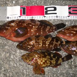 夕方～エビ撒き釣りでアコウとガシラ