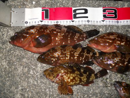 夕方～エビ撒き釣りでアコウとガシラ