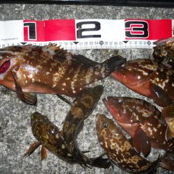 半夜のエビ撒き釣りでアコウ