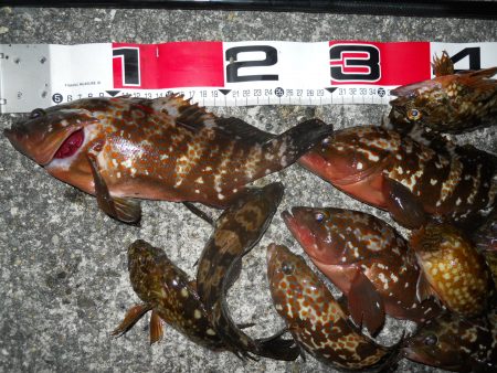 半夜のエビ撒き釣りでアコウ