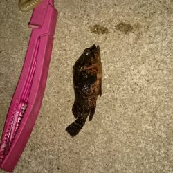 釣れないときのガシラだのみ