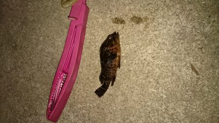 釣れないときのガシラだのみ