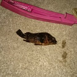 釣れないときのガシラだのみ