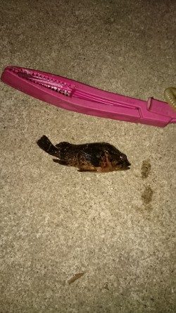 釣れないときのガシラだのみ