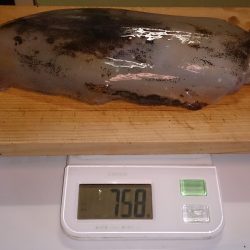 夏イカ楽しー(^^♪