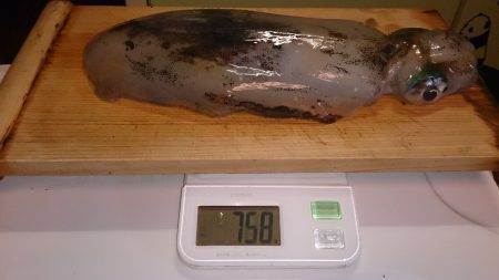 夏イカ楽しー(^^♪