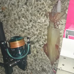 アジュール舞子でケンサキイカ！