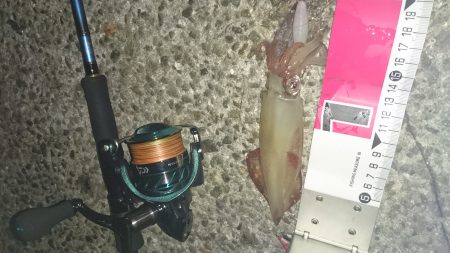 アジュール舞子でケンサキイカ！