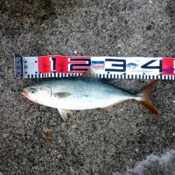 ポッパーでツバス