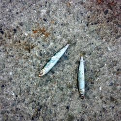 サビキでウルメイワシ&豆アジ