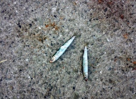 サビキでウルメイワシ&豆アジ