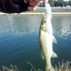 ライトタックルでチビシーバスゲーム