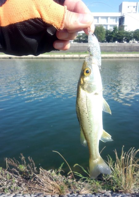 ライトタックルでチビシーバスゲーム