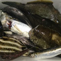 何か釣れないかと