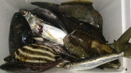 何か釣れないかと