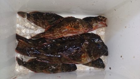 回遊魚を探しに