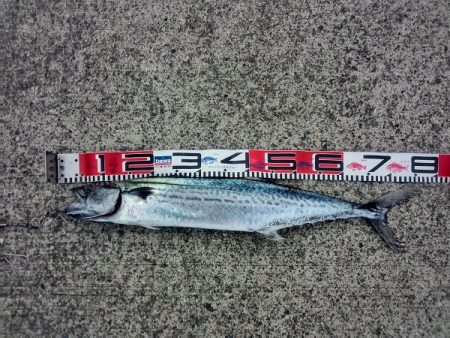 トップでサワラ