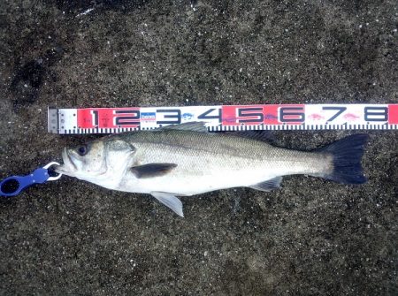 トップでシーバス