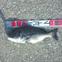 トップゲームでチヌ